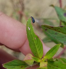 Lysathia ludoviciana