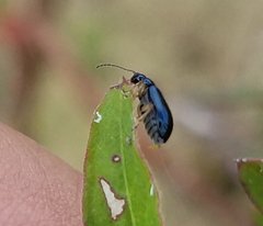 Lysathia ludoviciana
