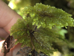 Sciadocladus menziesii