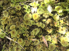 Sciadocladus menziesii