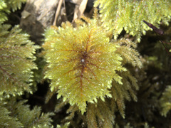 Sciadocladus menziesii
