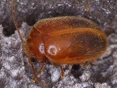 Prionocyphon limbatus