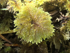 Sciadocladus menziesii