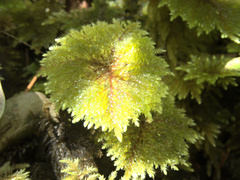 Sciadocladus menziesii