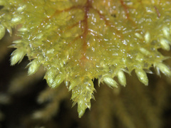 Sciadocladus menziesii