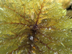 Sciadocladus menziesii
