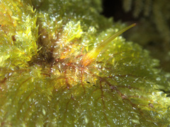 Sciadocladus menziesii