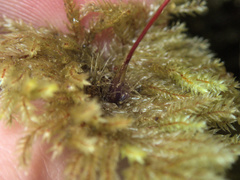 Sciadocladus menziesii