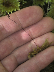 Sciadocladus menziesii