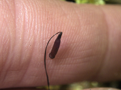 Sciadocladus menziesii