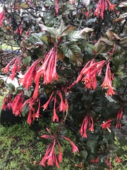 Fuchsia triphylla