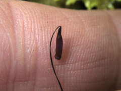 Sciadocladus menziesii
