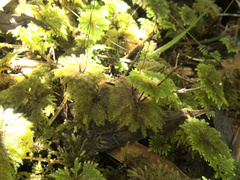 Sciadocladus menziesii