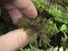 Sciadocladus menziesii