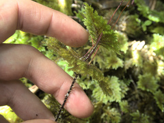 Sciadocladus menziesii
