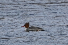 Mergus merganser