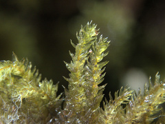 Sciadocladus menziesii