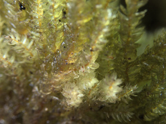 Sciadocladus menziesii
