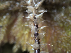 Sciadocladus menziesii
