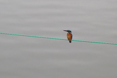 Alcedo atthis