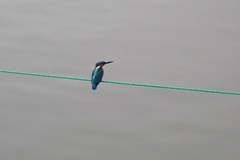 Alcedo atthis