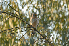 Rupornis magnirostris