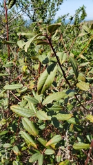Frangula californica californica
