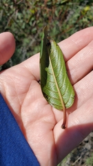 Frangula californica californica
