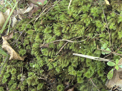 Mniodendron colensoi