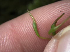 Mniodendron colensoi