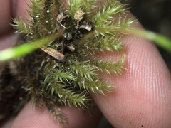 Mniodendron colensoi