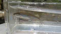 Notropis rubellus