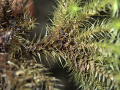 Mniodendron colensoi