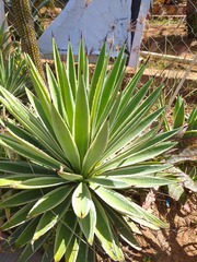 Agave