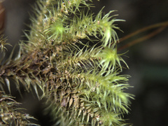 Mniodendron colensoi