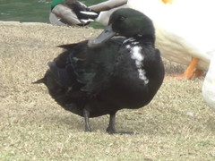 Anas platyrhynchos domesticus