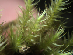 Mniodendron colensoi