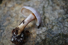 Cortinarius alboviolaceus