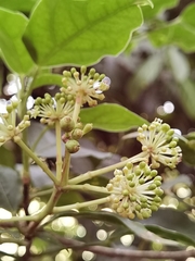 Dendropanax