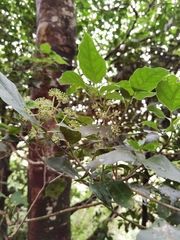Dendropanax