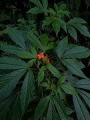 Podandrogyne decipiens