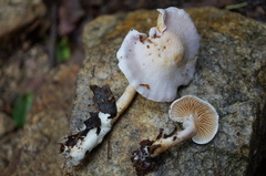 Cortinarius alboviolaceus