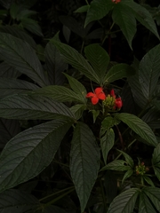 Podandrogyne decipiens