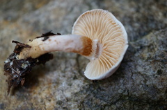 Cortinarius alboviolaceus