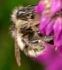 Bombus sitkensis