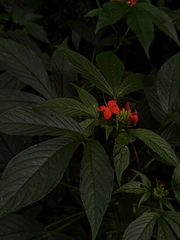 Podandrogyne decipiens