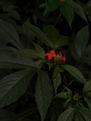 Podandrogyne decipiens