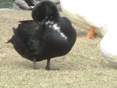 Anas platyrhynchos domesticus