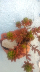 Sedum × rubrotinctum