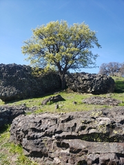Quercus douglasii